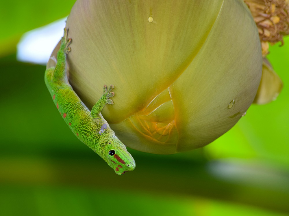 Gecko - Kopfüber hängend