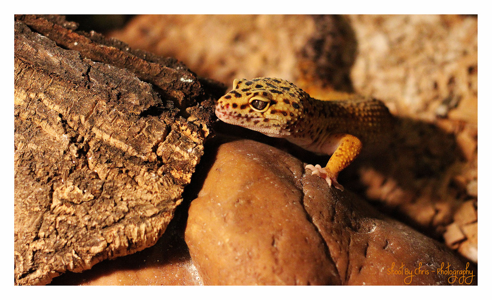 Gecko Léopard