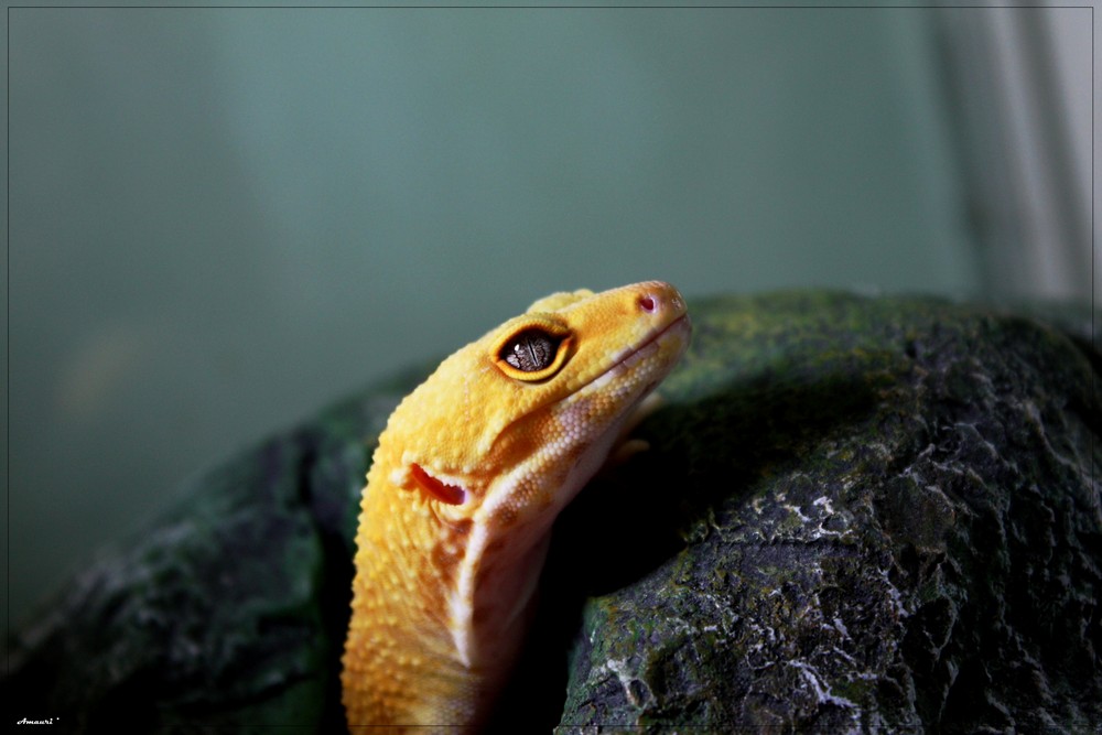 Gecko Leopard