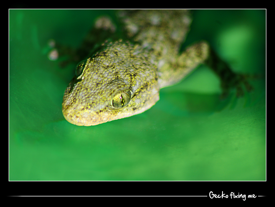 Gecko looking @ me