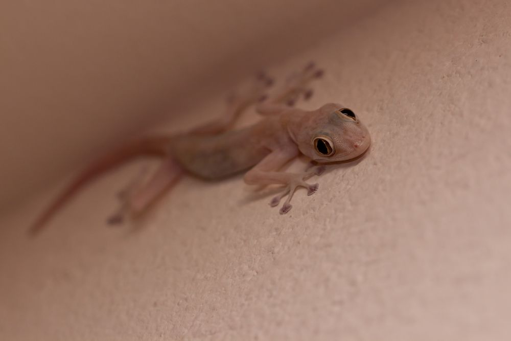 Gecko-Makro