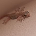 Gecko-Makro
