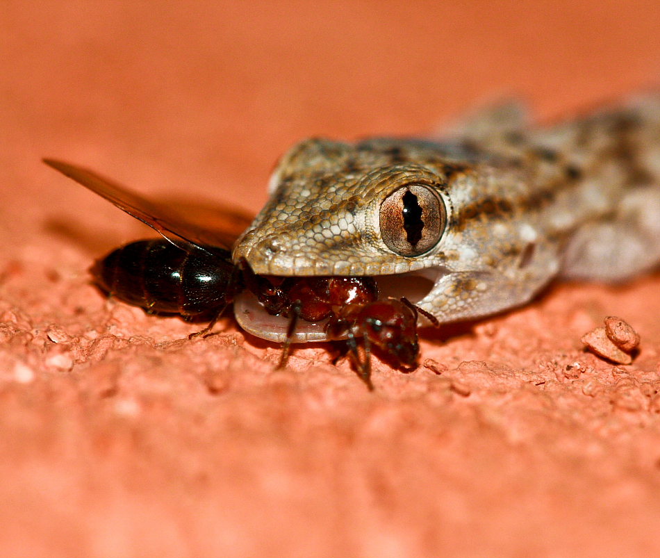 gecko mange fourmi