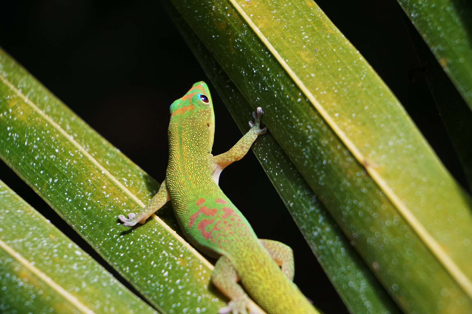 Gecko, Mauritius