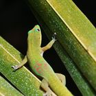 Gecko, Mauritius