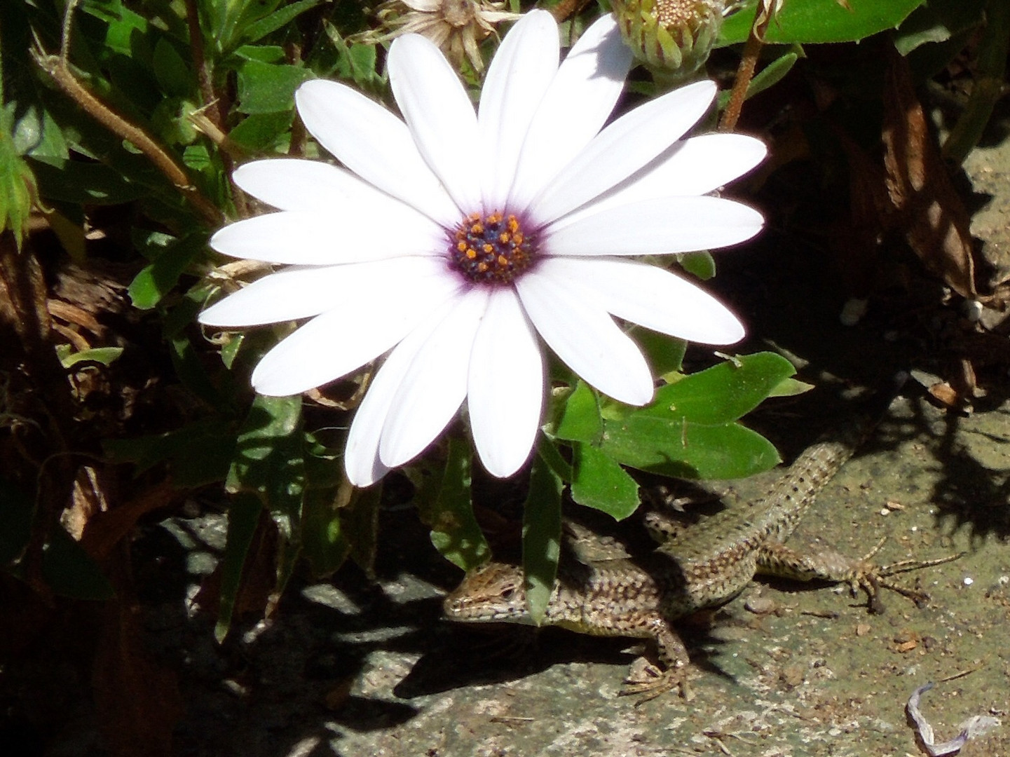 Gecko mit Blume