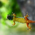 Gecko mit Durchblick