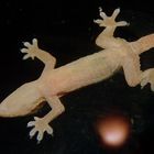 Gecko mit high-tec-Sohlen