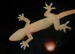 Gecko mit high-tec-Sohlen