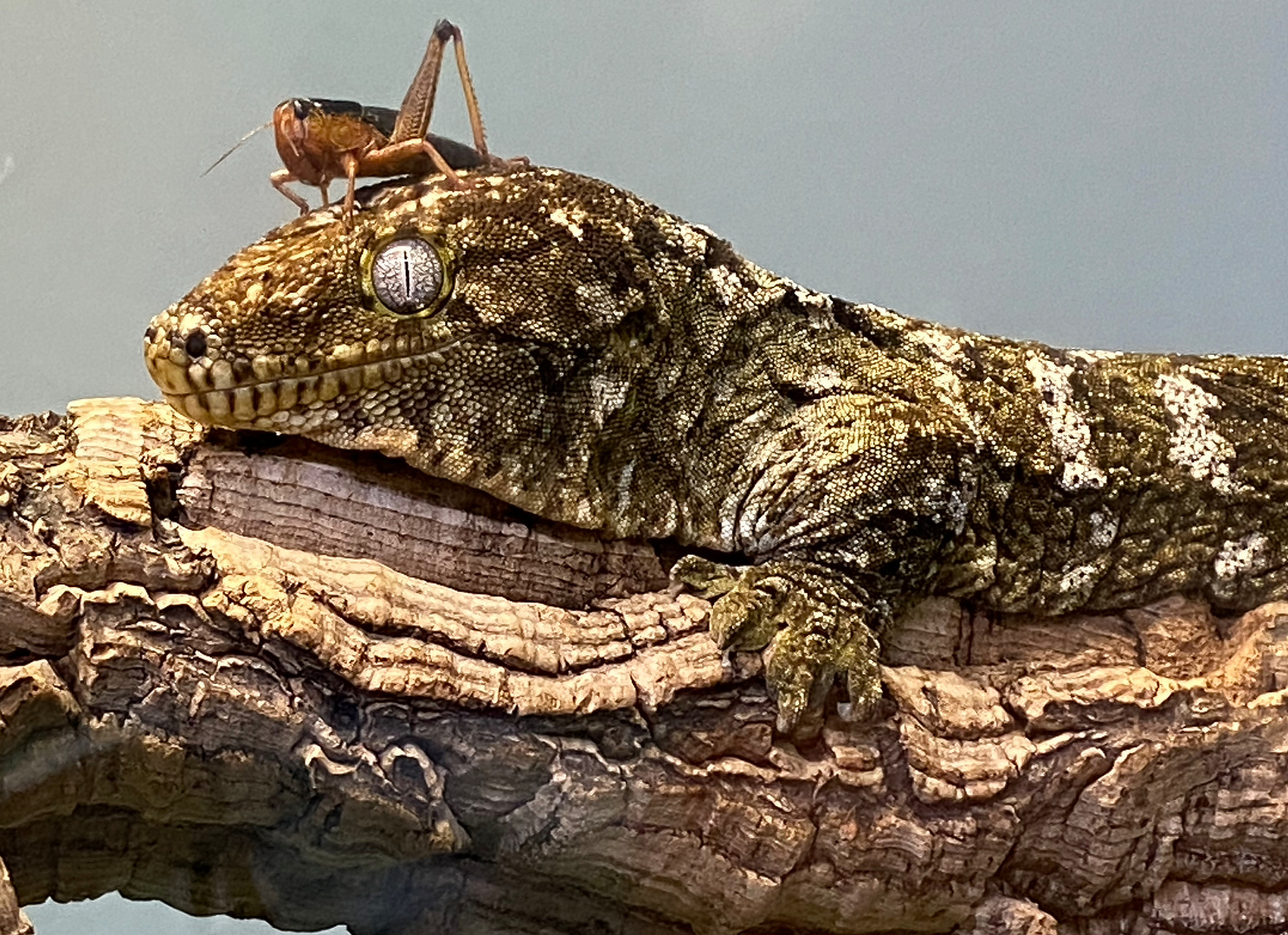 Gecko mit Kopfbedeckung