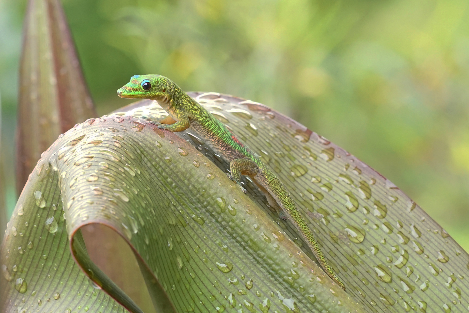 Gecko nach dem Regen