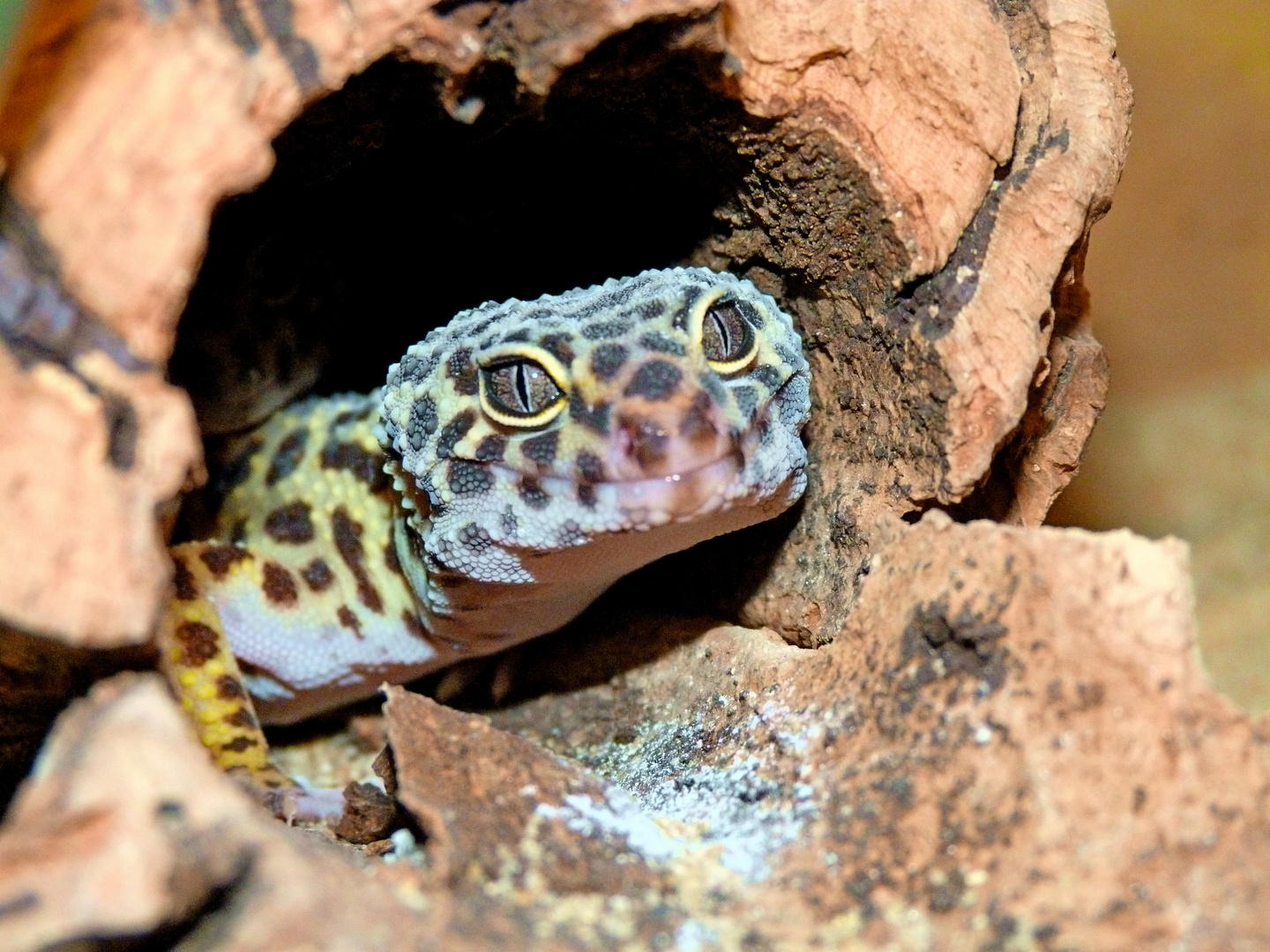 Gecko namens Flecki