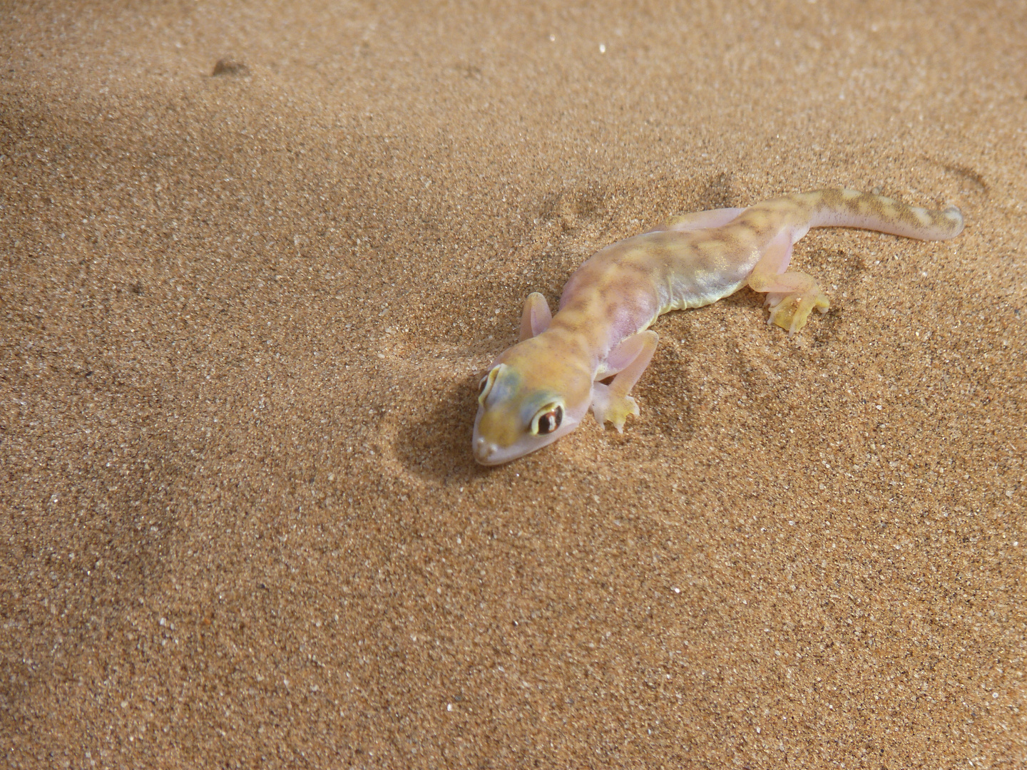 Gecko, Namib Desert