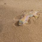 Gecko, Namib Desert