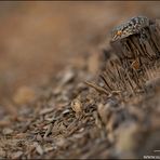 Gecko on the Rocks