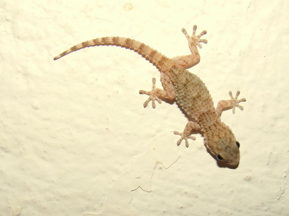 Gecko on the Wall Foto & Bild tiere, wildlife, amphibien