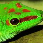 Gecko phelsuma madagascariensis- adulte