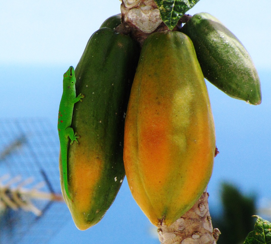 gecko phelsuma madagascariensis sur un papayer
