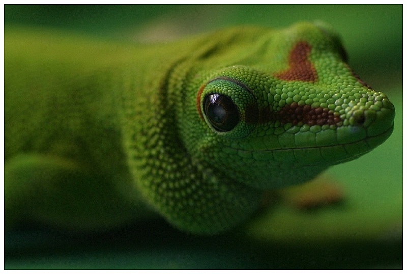 Gecko-Portrait