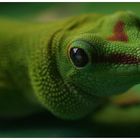 Gecko-Portrait