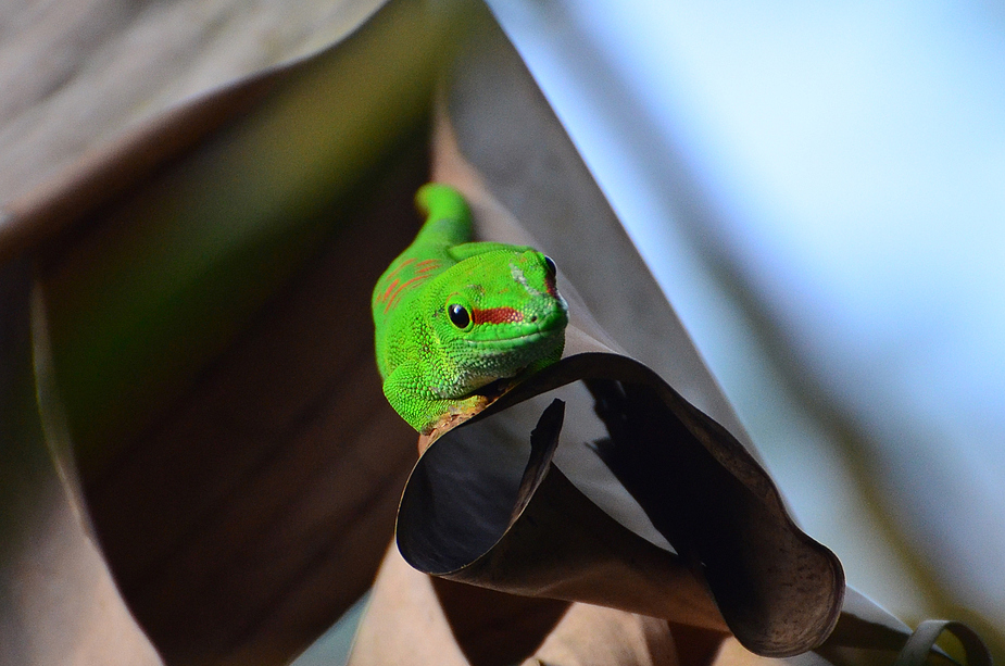 Gecko Portrait