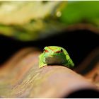 Gecko-Portrait