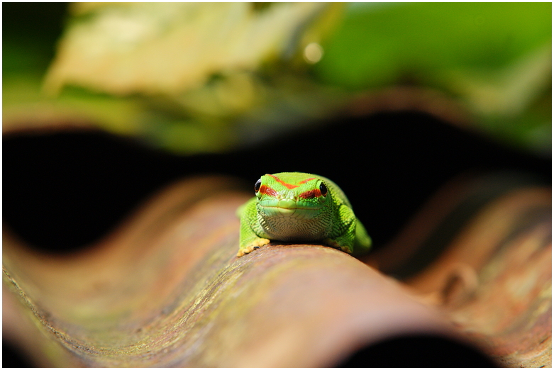 Gecko-Portrait