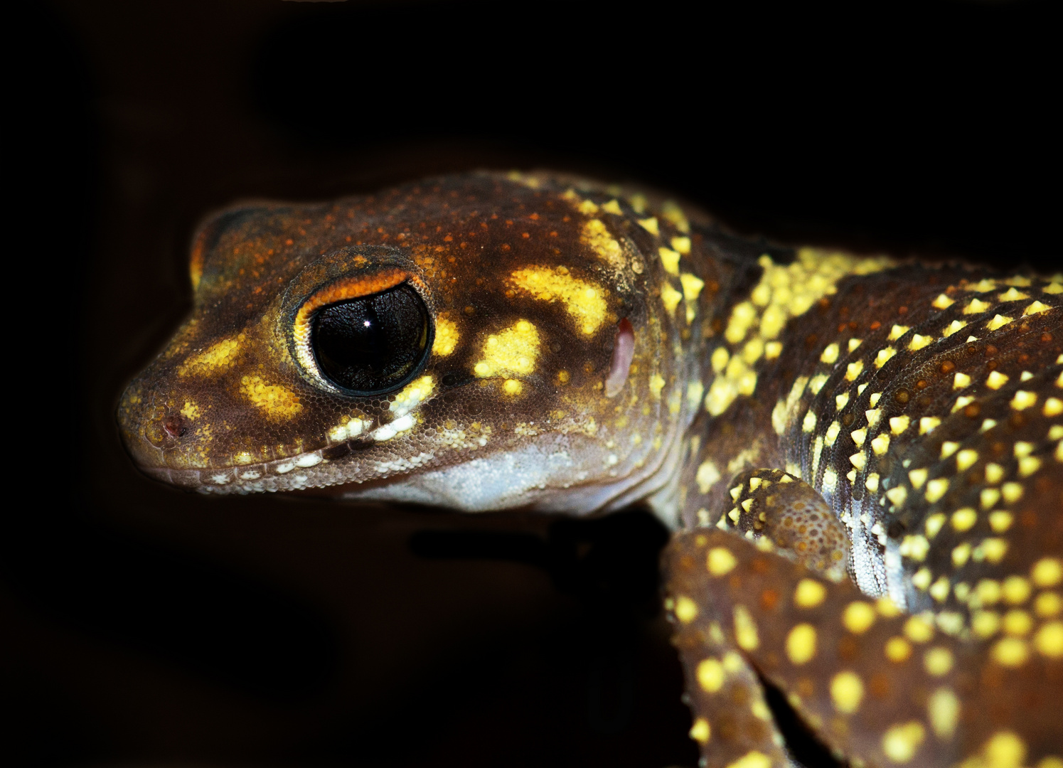 Gecko-Portrait Part 2