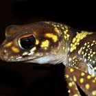 Gecko-Portrait Part 2