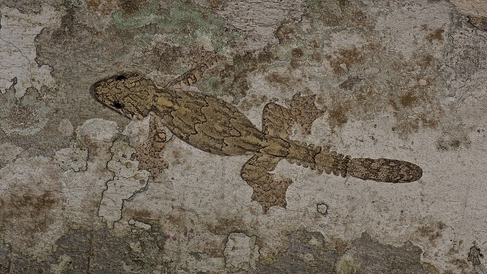 Gecko sp. aus dem Tropischen Regenwald von Thailand