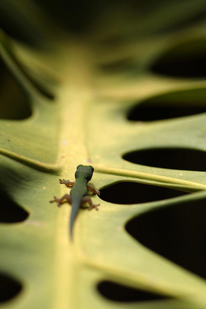 Gecko sur une branche de monstère