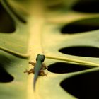 Gecko sur une branche de monstère