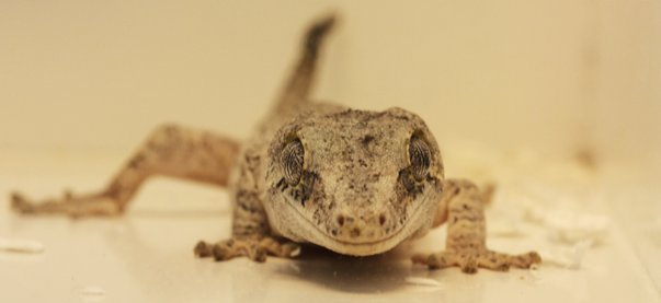 gecko tokaï