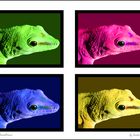 Gecko variations