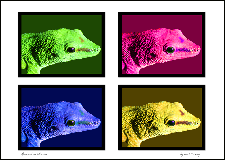 Gecko variations