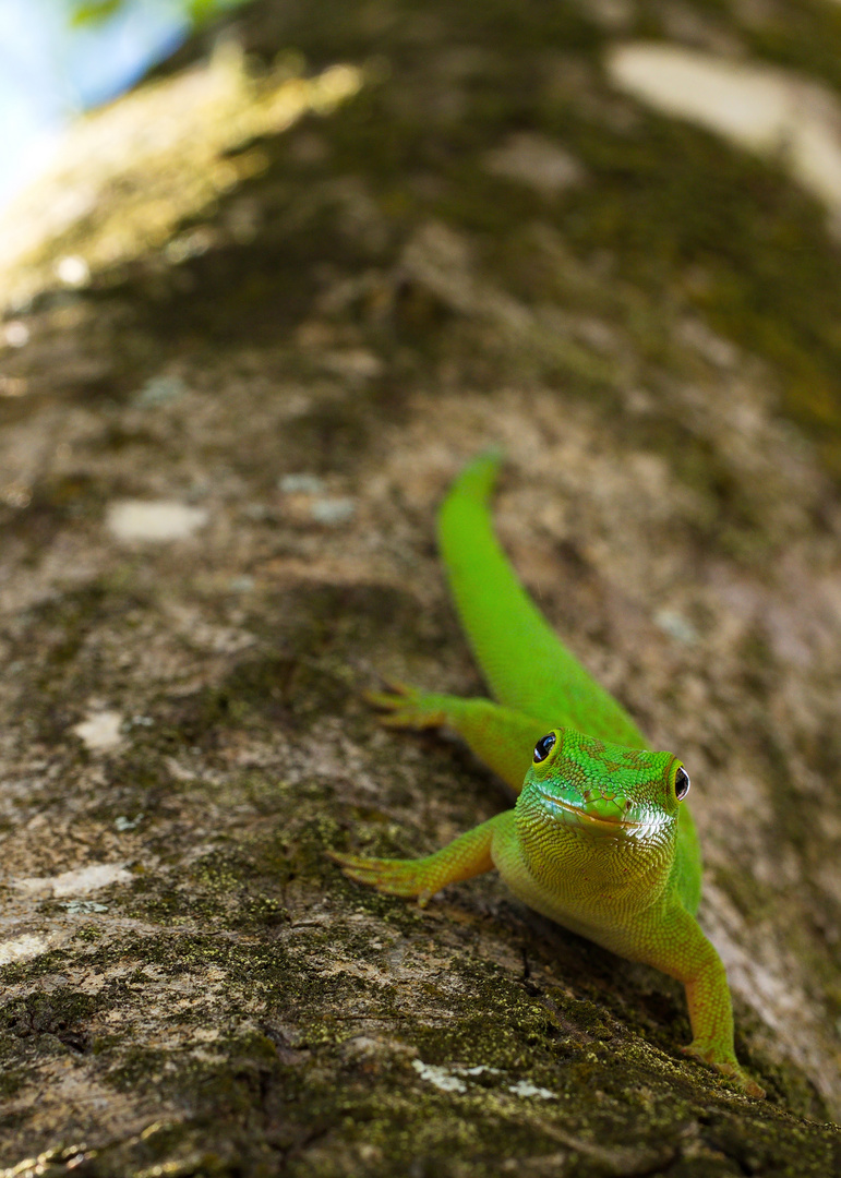 Gecko verde