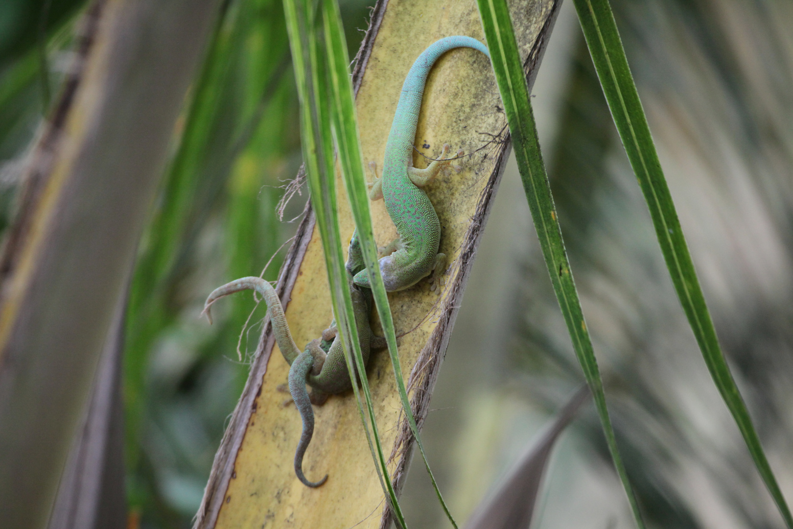 Gecko Vermehrung