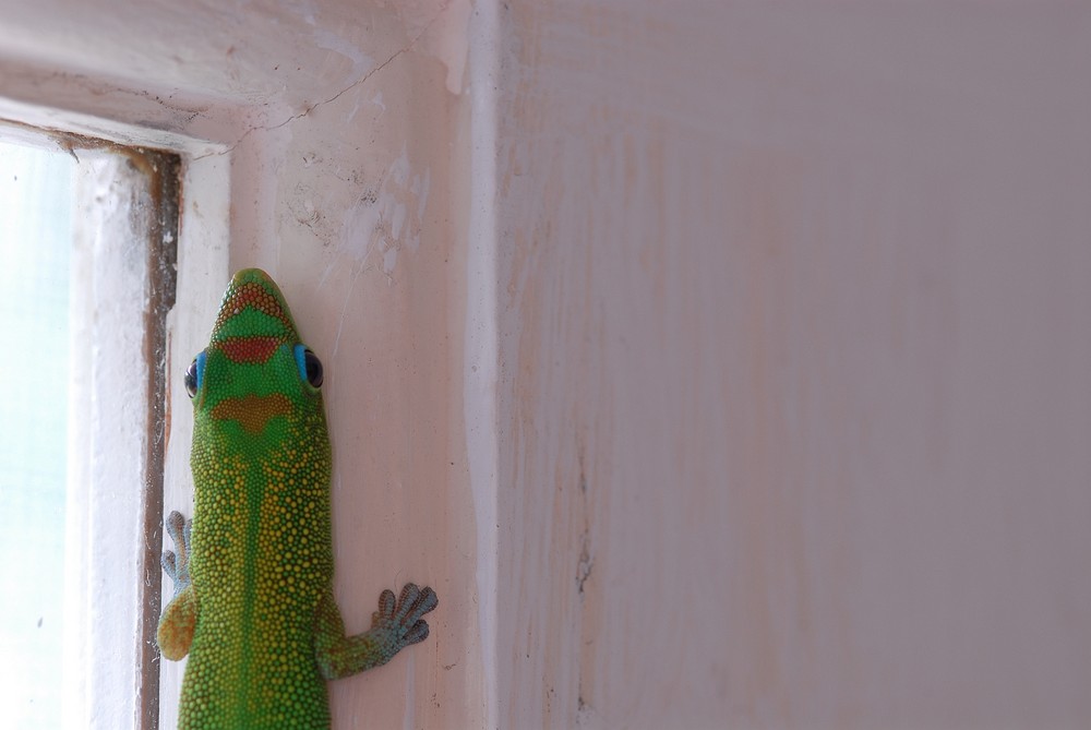 Gecko Visitor