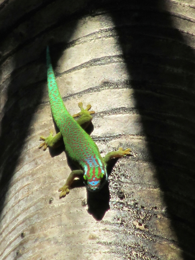 Gecko von Manapany