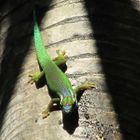 Gecko von Manapany