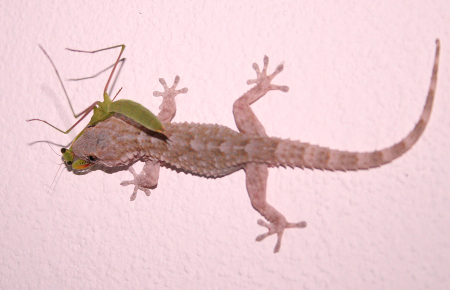 Gecko vs. Gottesanbeterin