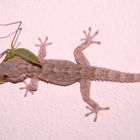 Gecko vs. Gottesanbeterin