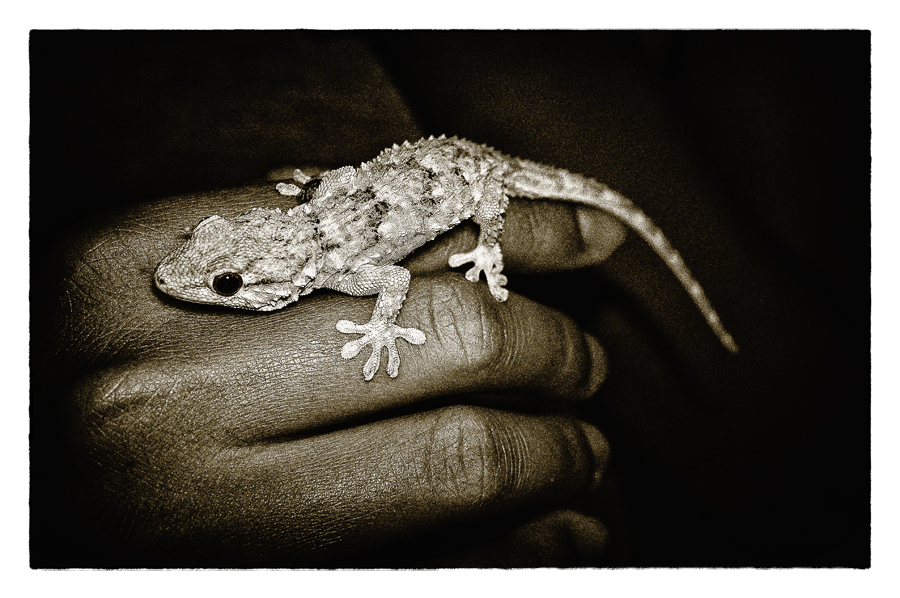 gecko weibchen