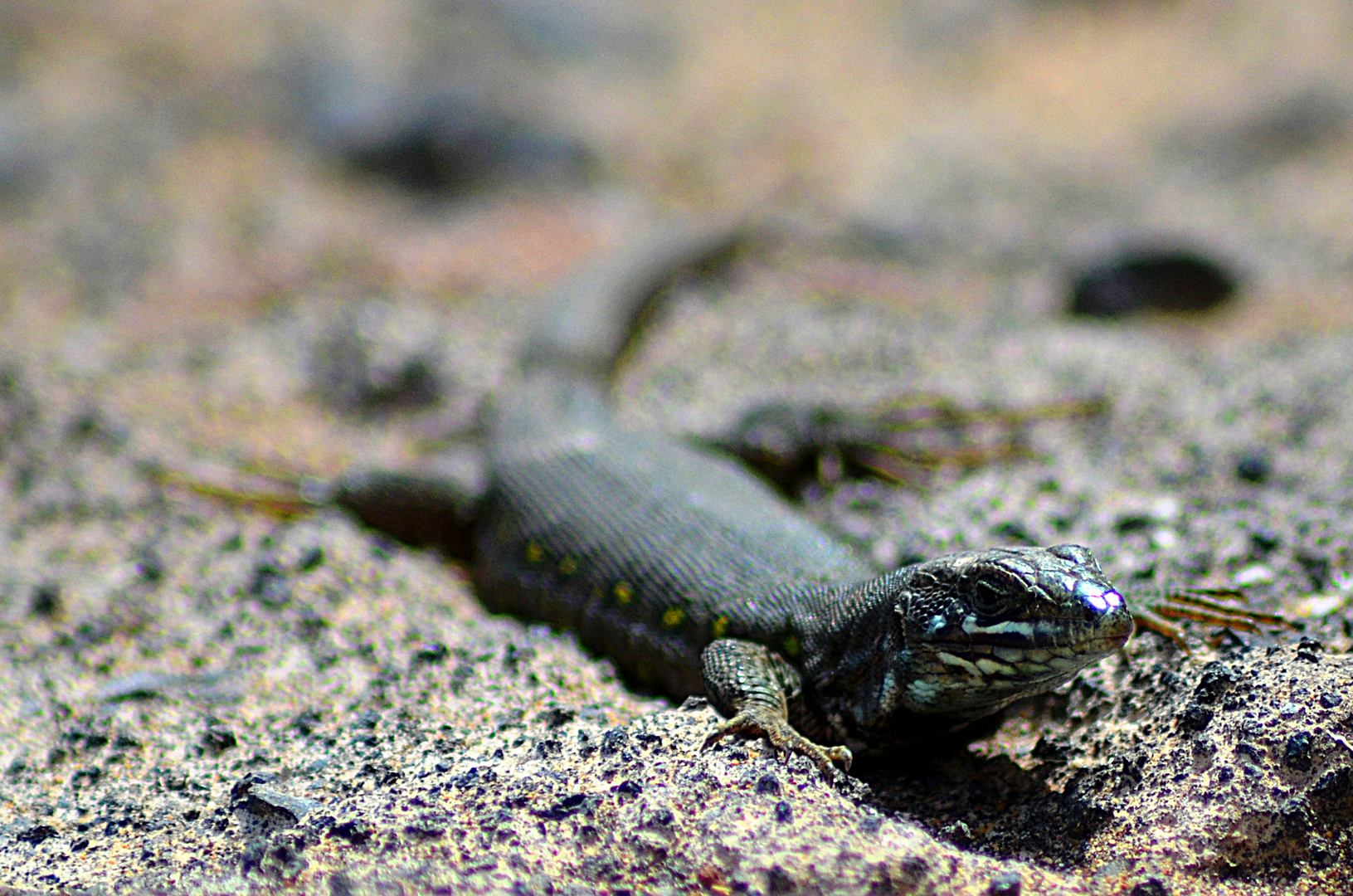 Gecko - wenn Blicke töten könnten...