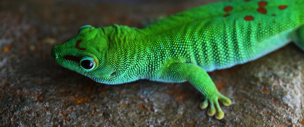 Gecko - Wilhelma 2010