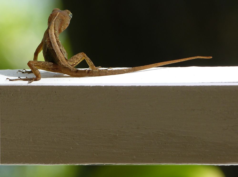 Gecko zu Besuch