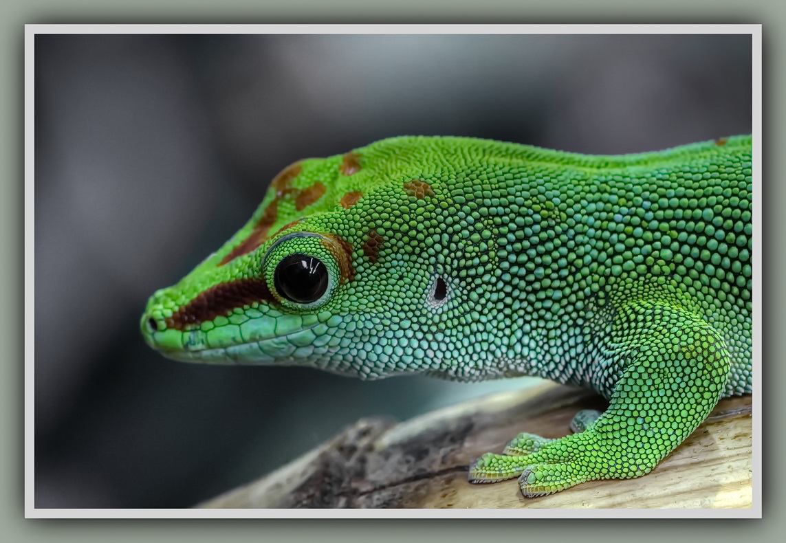 Gecko1