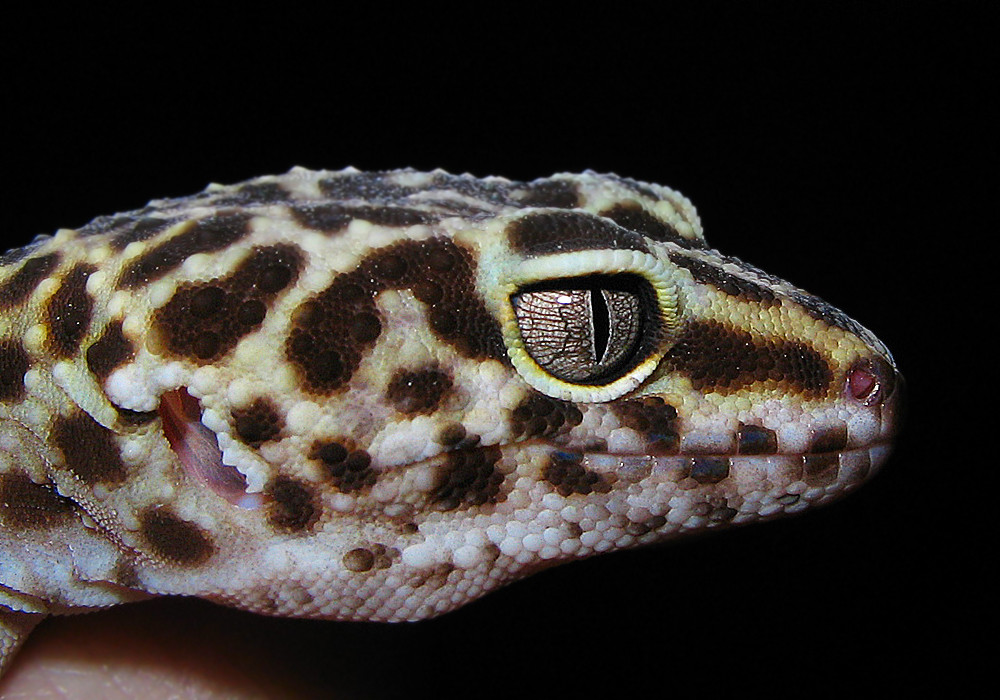 gecko2