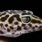 gecko2