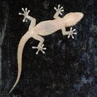 Gecko_am_Fenster